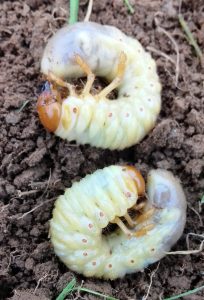 Adult beetle Larvae stage 2